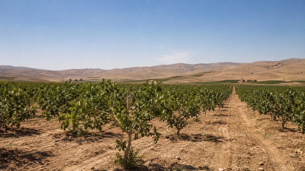 Miras - Global Gaziantep Avukat